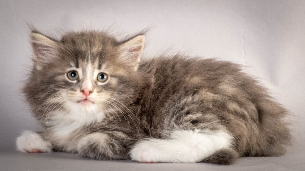 (N)Migoto's Kåre, NFO a 09 22