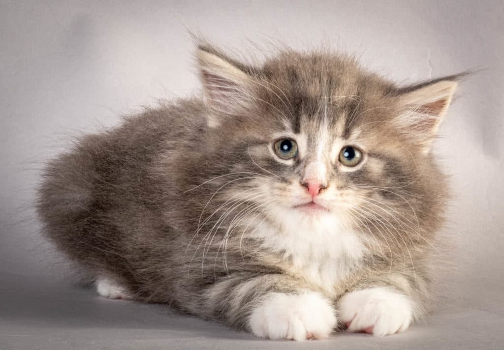 (N)Migoto's Kåre, NFO a 09 22