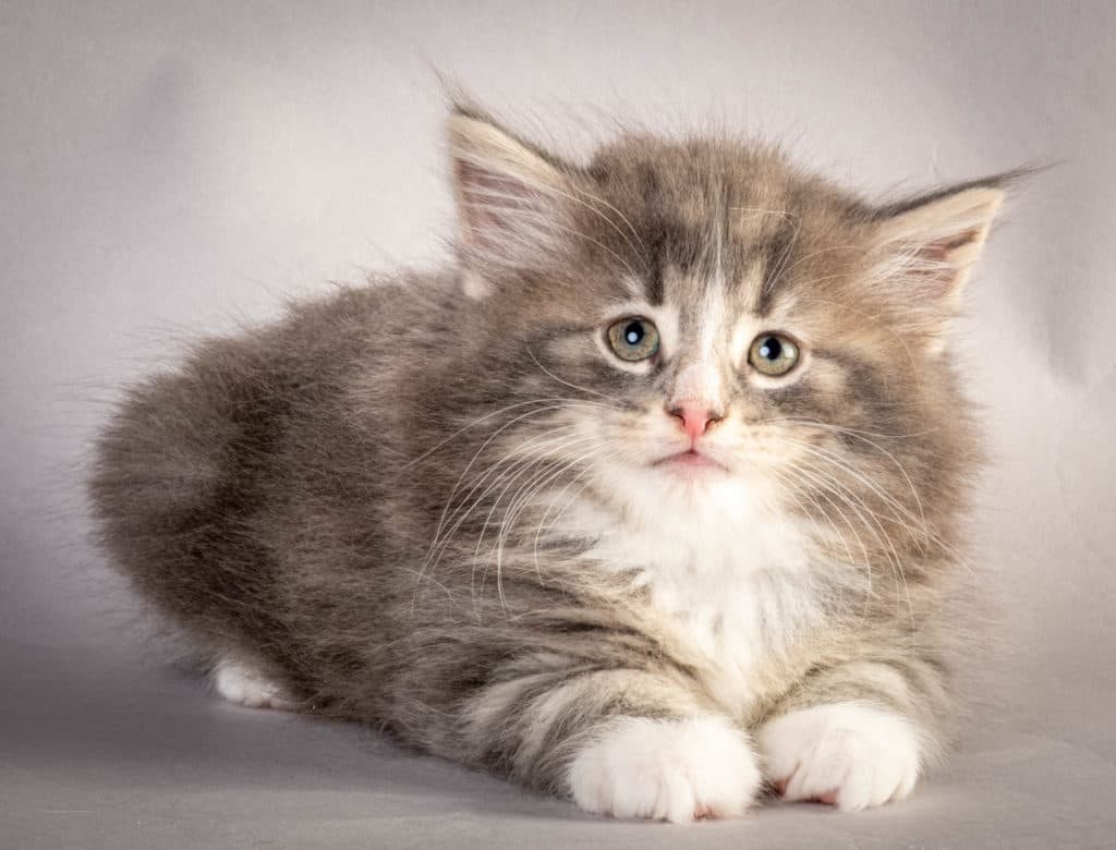 (N)Migoto's Kåre, NFO a 09 22