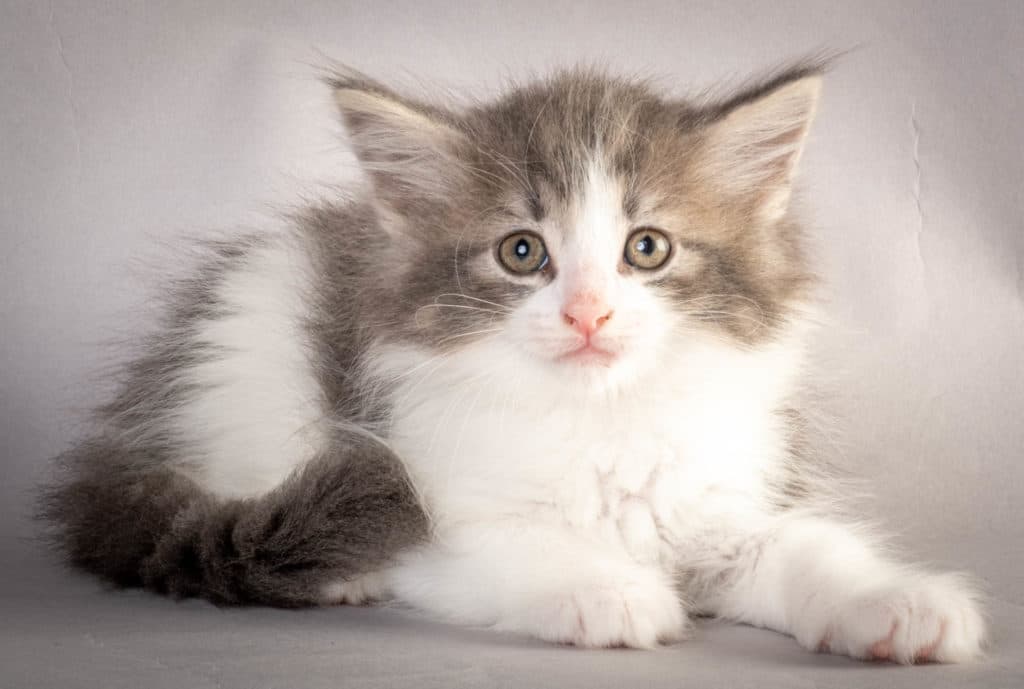 (N)Migoto's Kaiser, NFO a 03 22