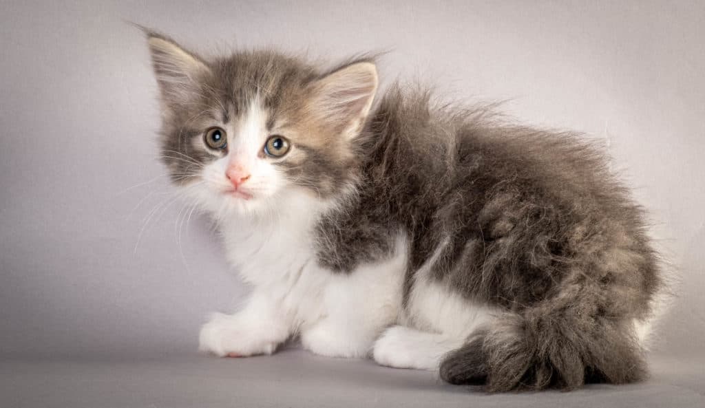 (N)Migoto's Kaiser, NFO a 03 22