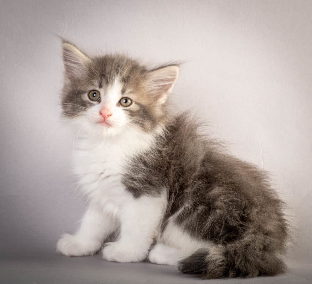 (N)Migoto's Kaiser, NFO a 03 22