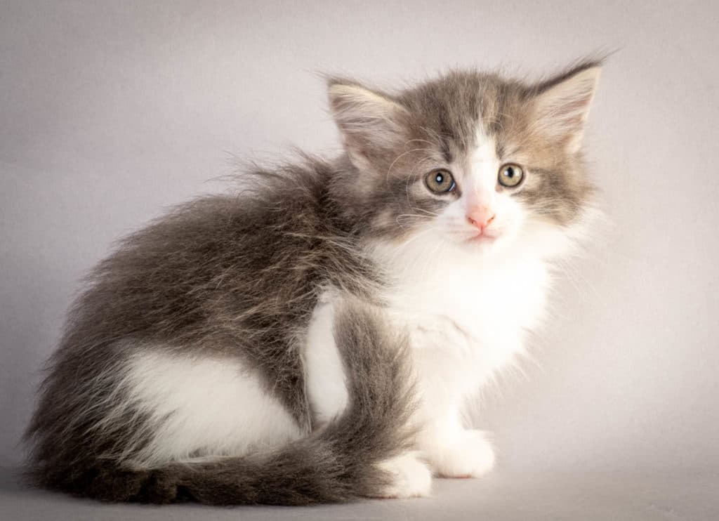 (N)Migoto's Kaiser, NFO a 03 22