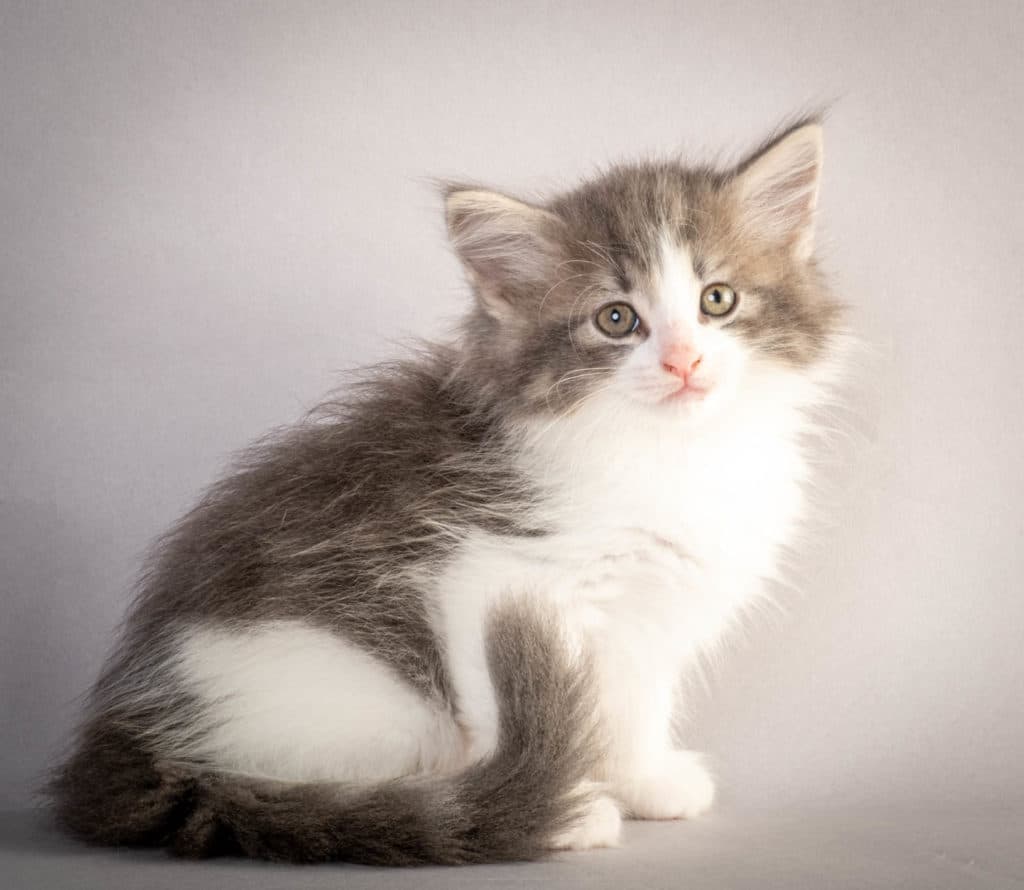 (N)Migoto's Kaiser, NFO a 03 22