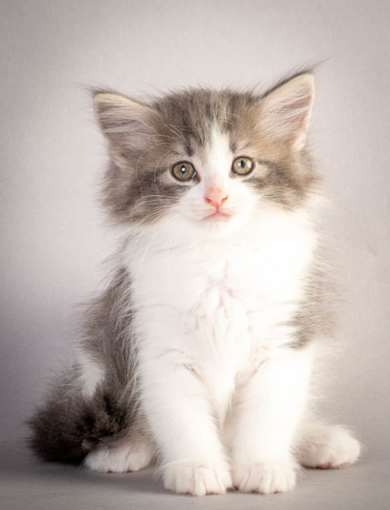 (N)Migoto's Kaiser, NFO a 03 22