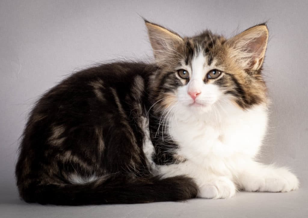 (N)Migoto's Jørgen, NFO n 03 22