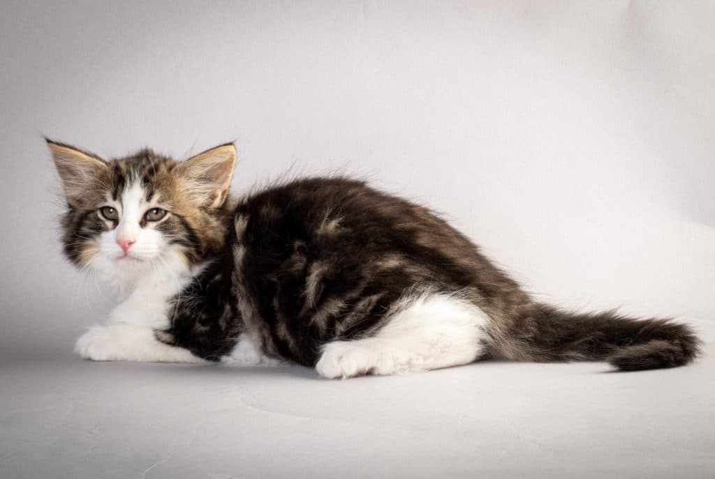 (N)Migoto's Jørgen, NFO n 03 22