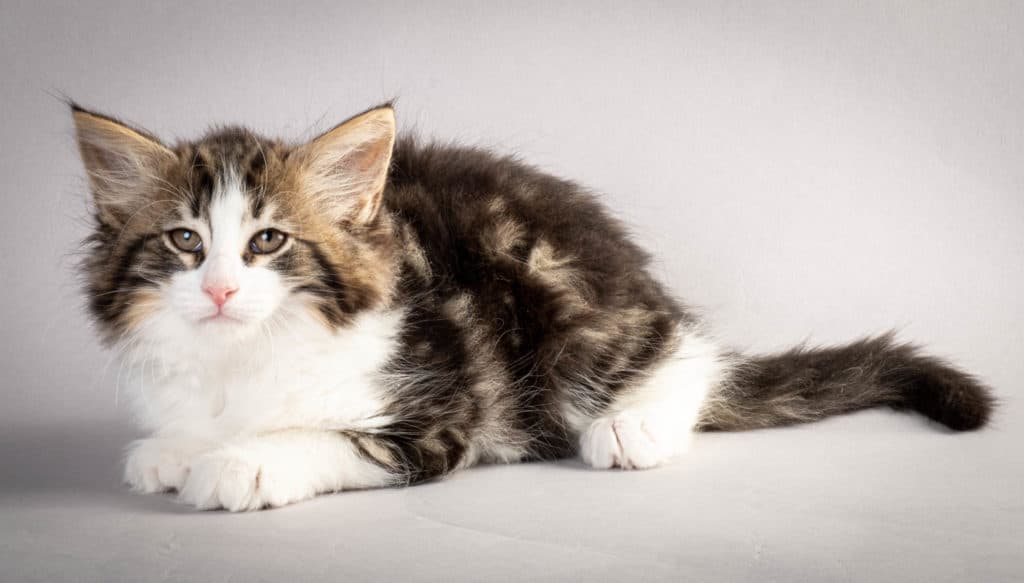 (N)Migoto's Jørgen, NFO n 03 22