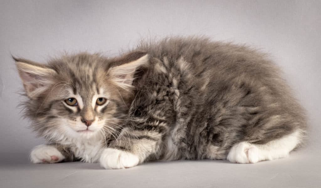 (N)Migoto's Junior, NFO a 09 22