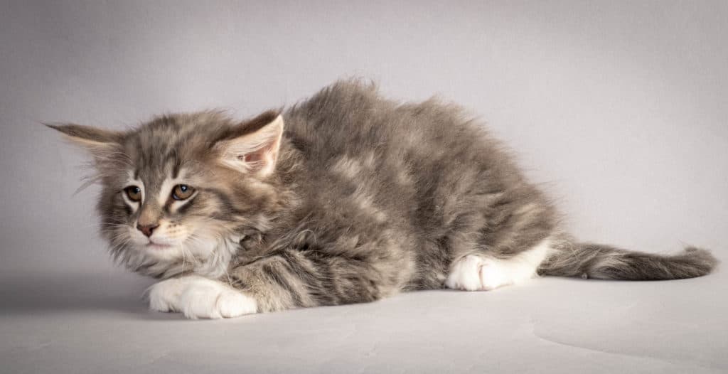 (N)Migoto's Junior, NFO a 09 22