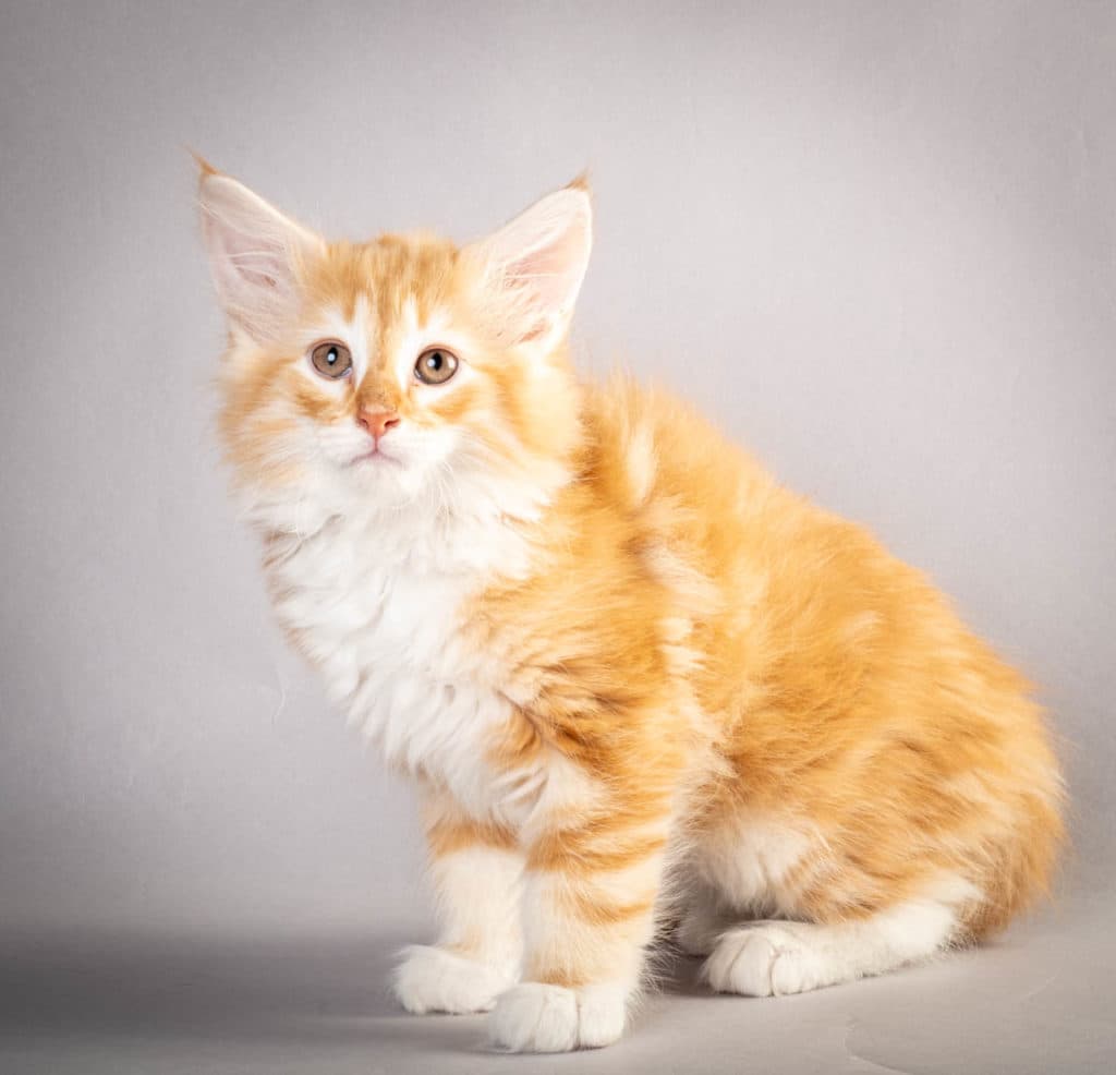 (N)Migoto's Jeppe, NFO d 09 22