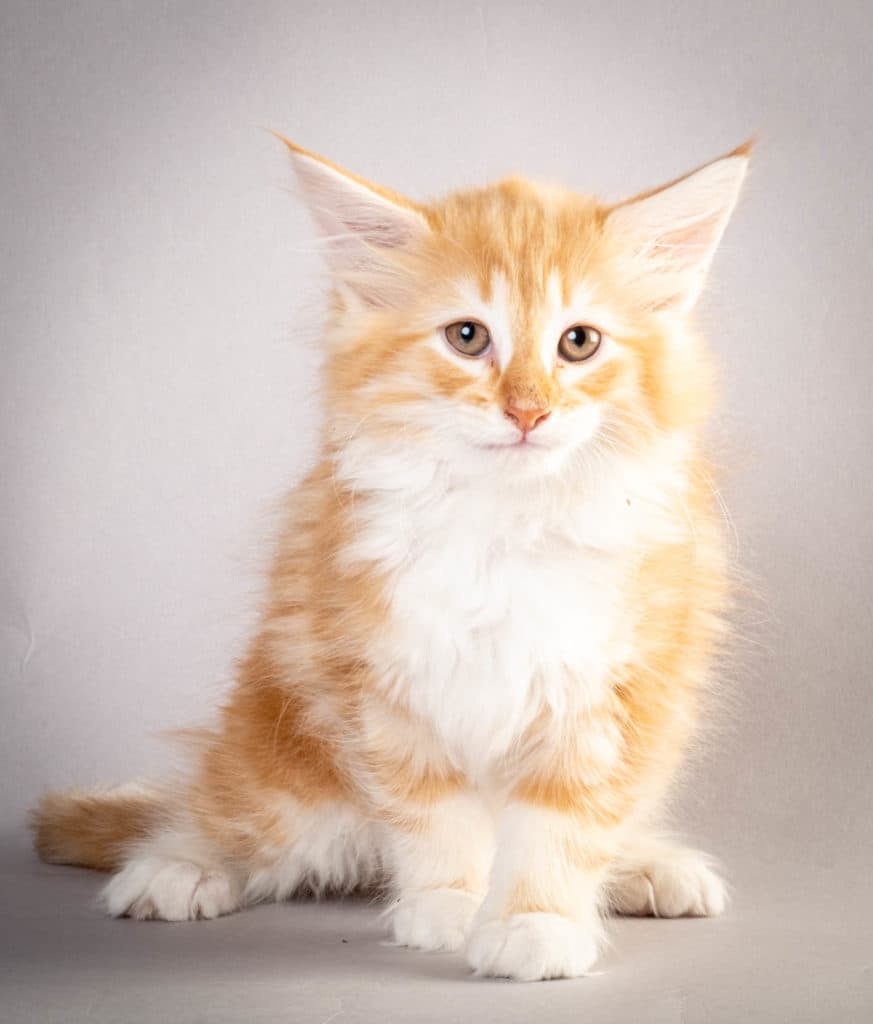 (N)Migoto's Jeppe, NFO d 09 22