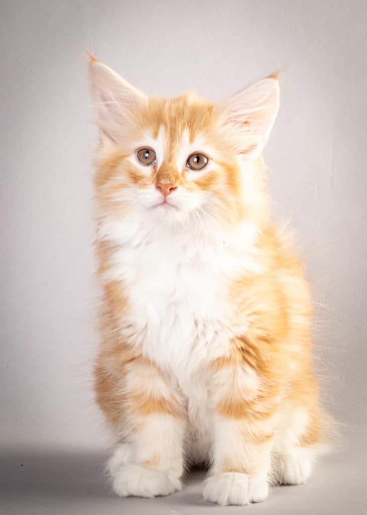 (N)Migoto's Jeppe, NFO d 09 22