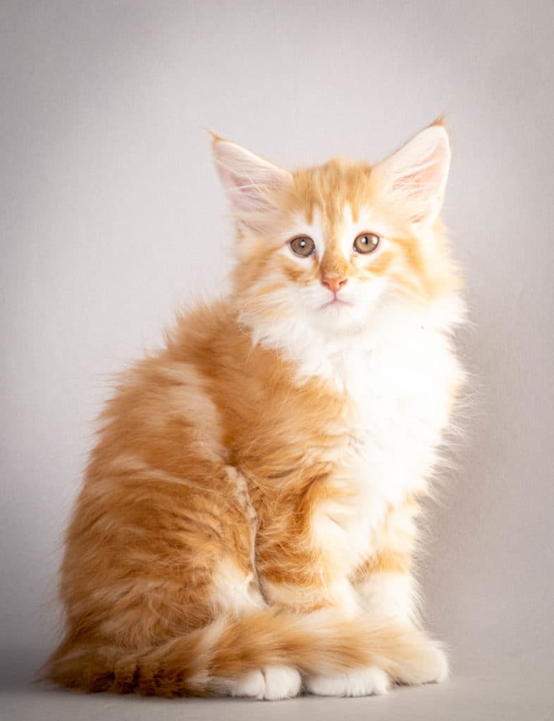 (N)Migoto's Jeppe, NFO d 09 22