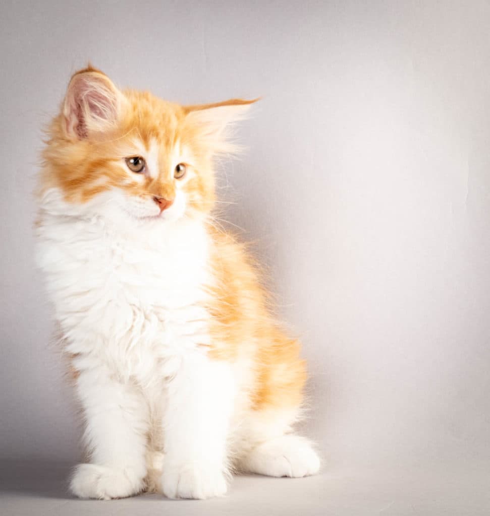 (N)Migoto's Julian, NFO d 03 22