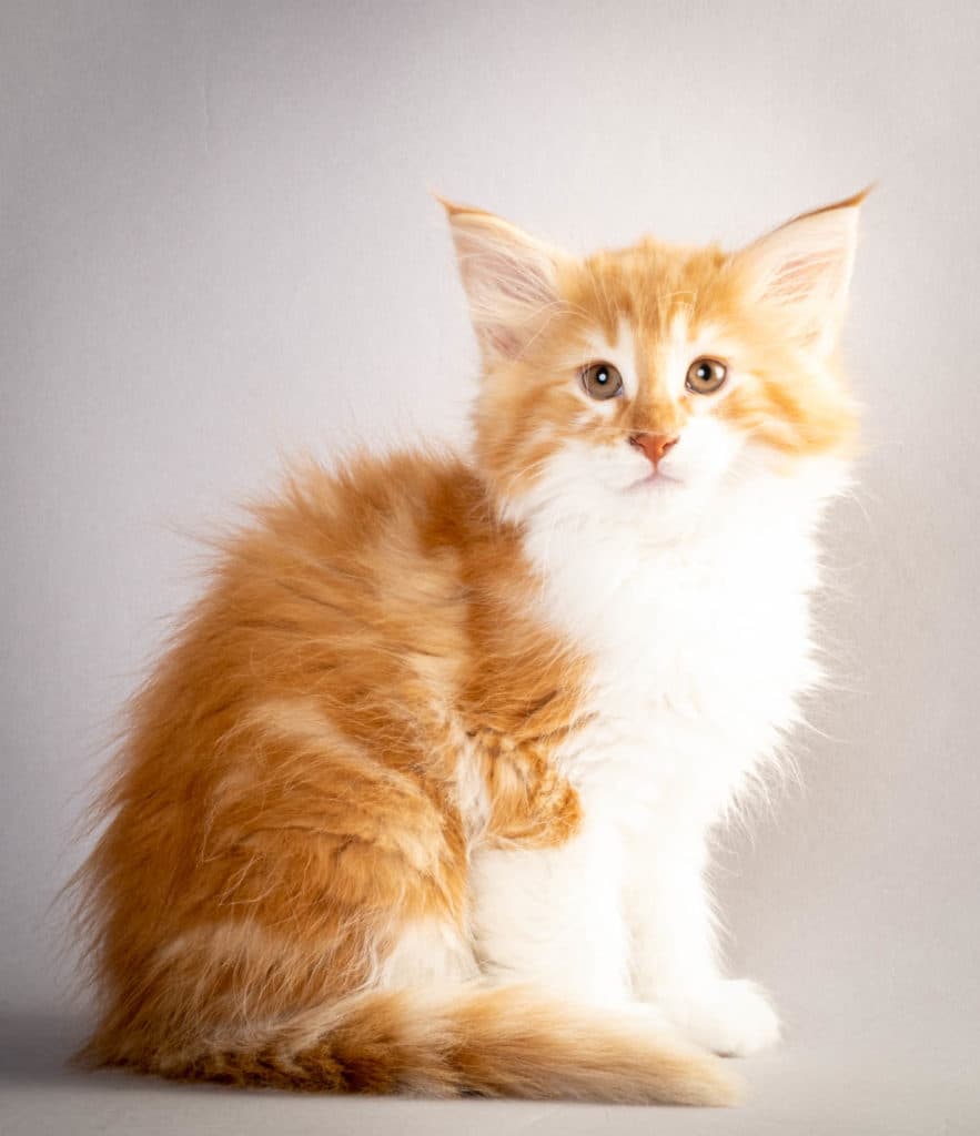 (N)Migoto's Julian, NFO d 03 22