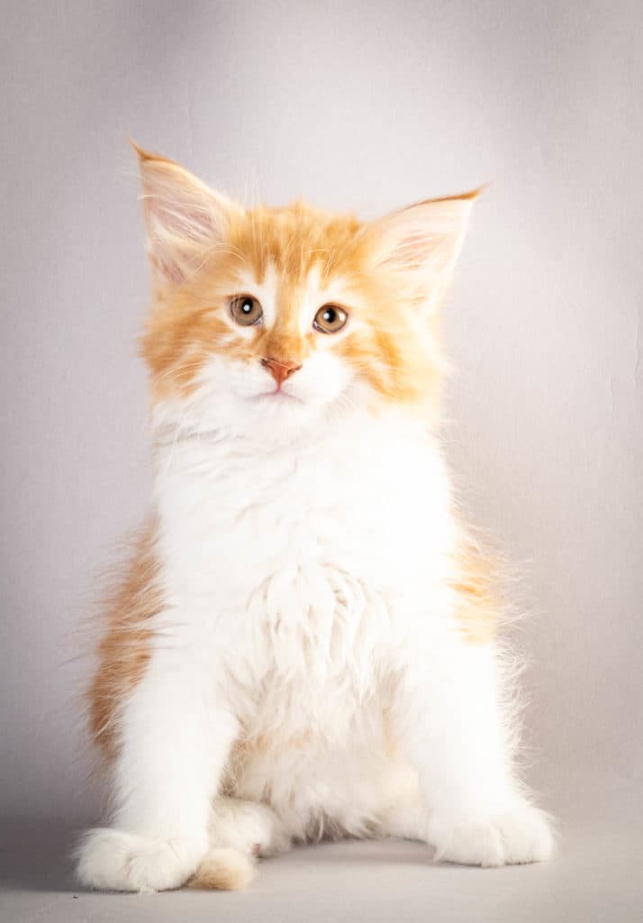 (N)Migoto's Julian, NFO d 03 22