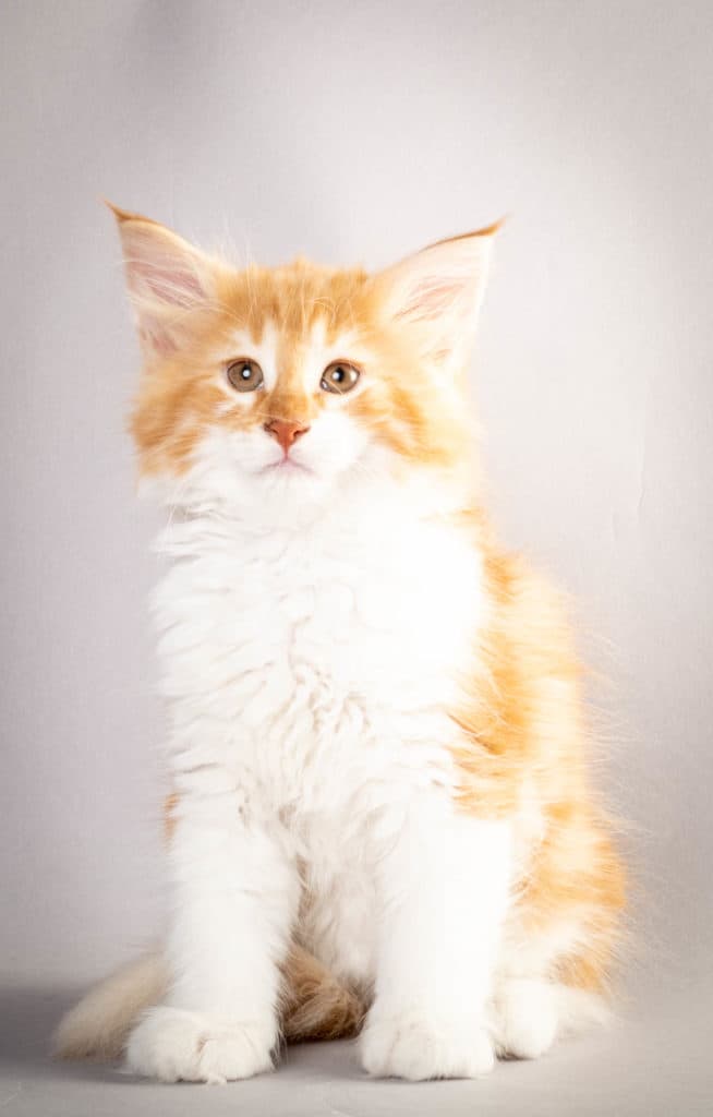 (N)Migoto's Julian, NFO d 03 22