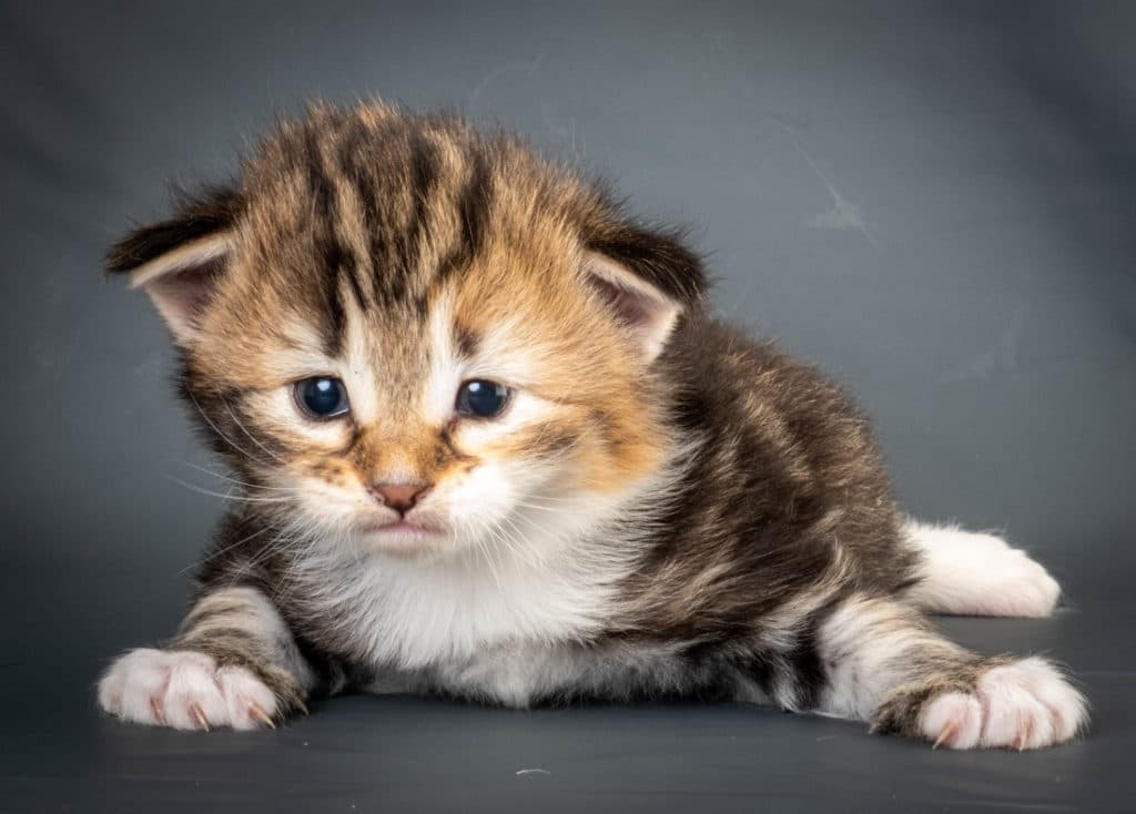 (N)Migoto's Lerke, NFO f 09 22