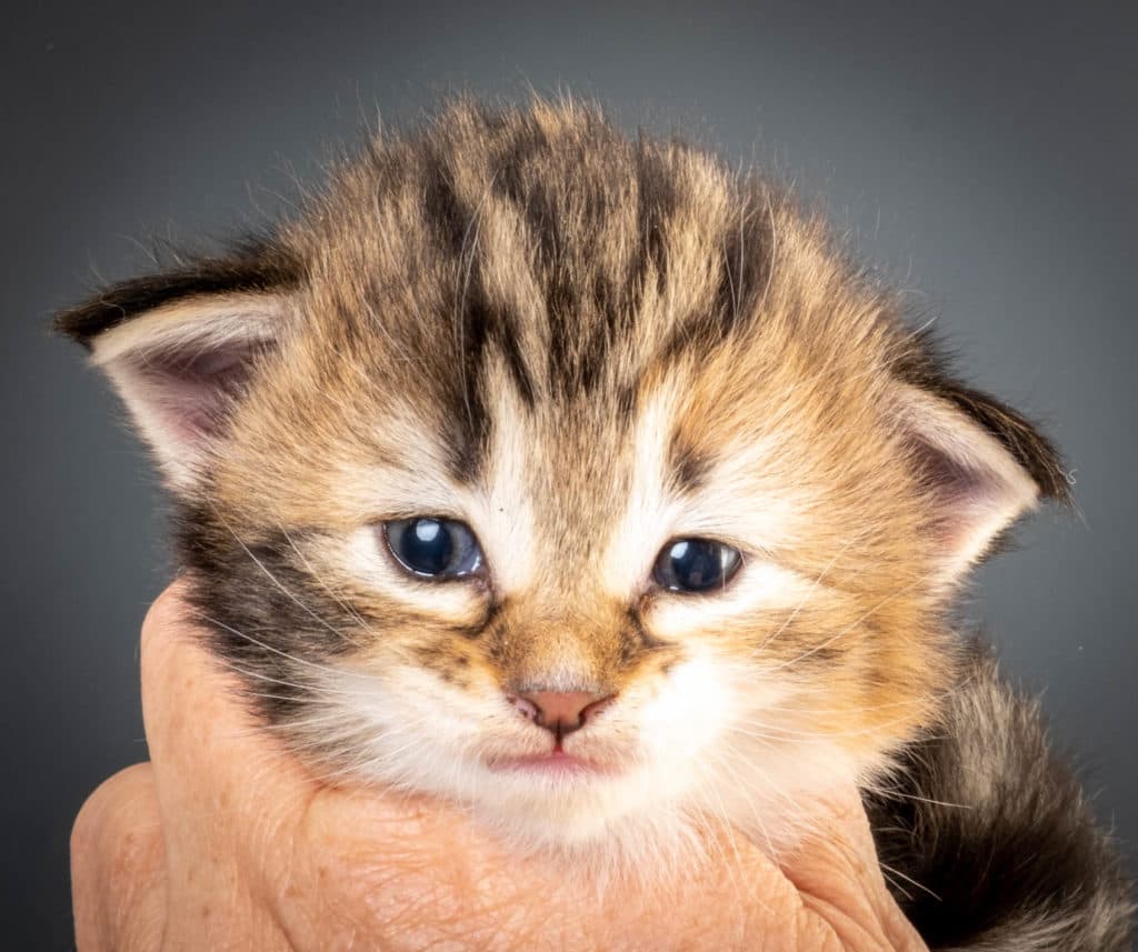 (N)Migoto's Lerke, NFO f 09 22