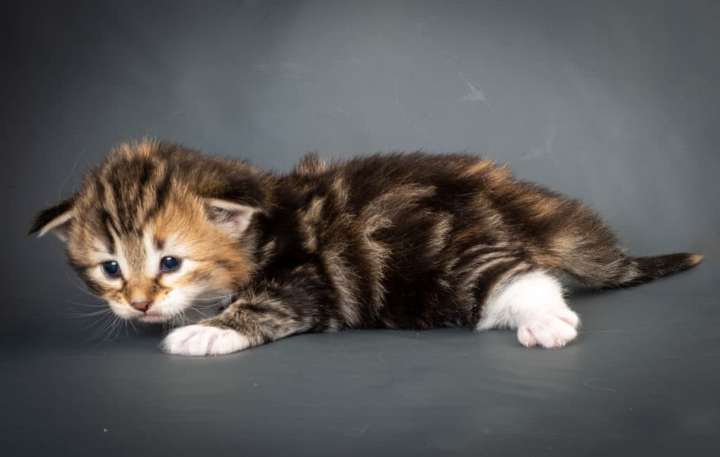 (N)Migoto's Lerke, NFO f 09 22