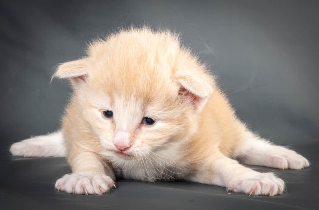 (N)Migoto's Laban, NFO e 09 22