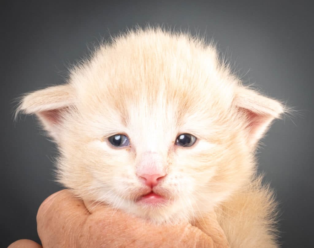 (N)Migoto's Laban, NFO e 09 22