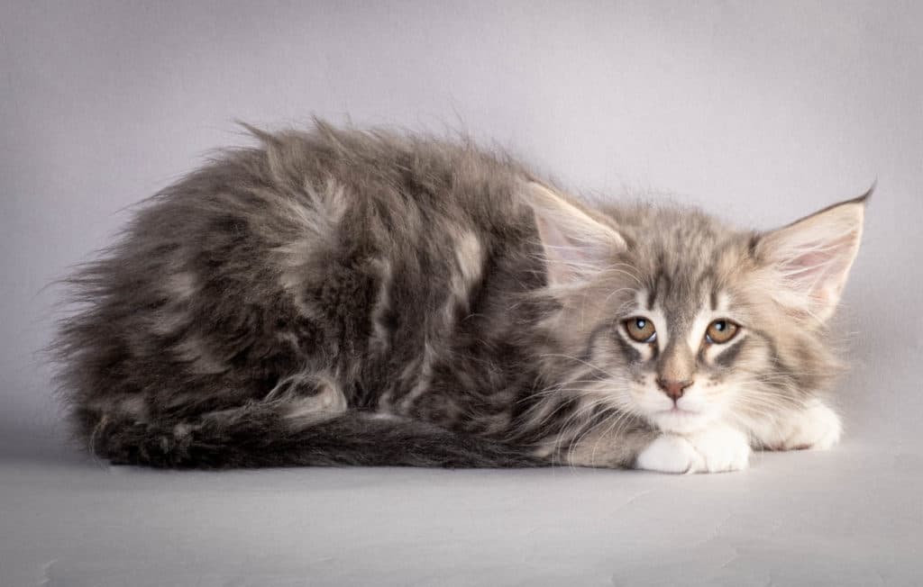 (N)Migoto's Junior, NFO a 09 22