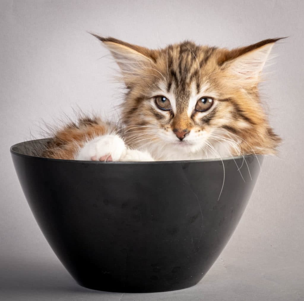 (N)Migoto's June, NFO f 09 22