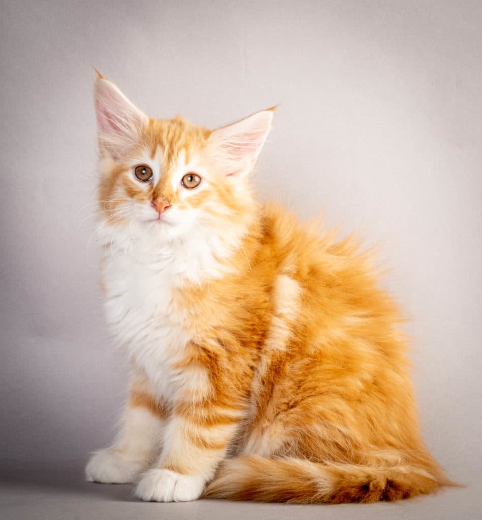 (N)Migoto's Jeppe, NFO d 09 22