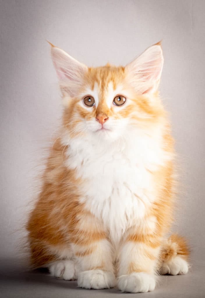 (N)Migoto's Jeppe, NFO d 09 22