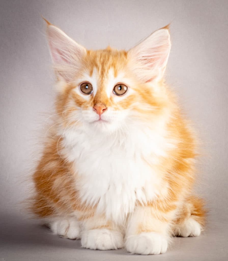 (N)Migoto's Jeppe, NFO d 09 22