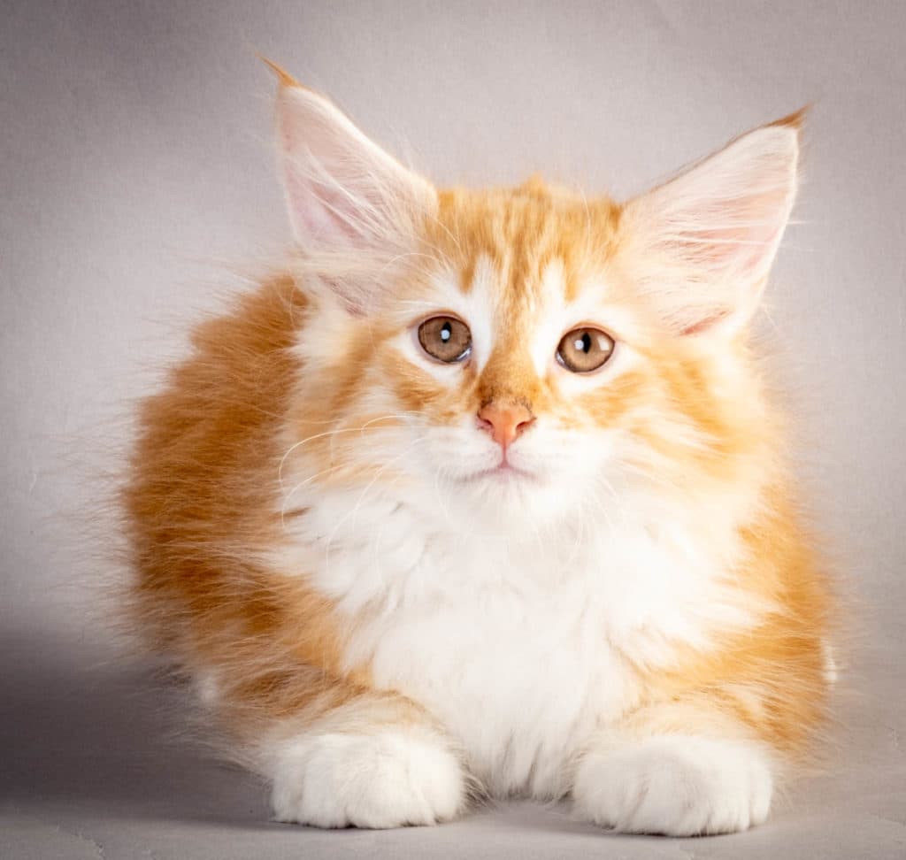 (N)Migoto's Jeppe, NFO d 09 22