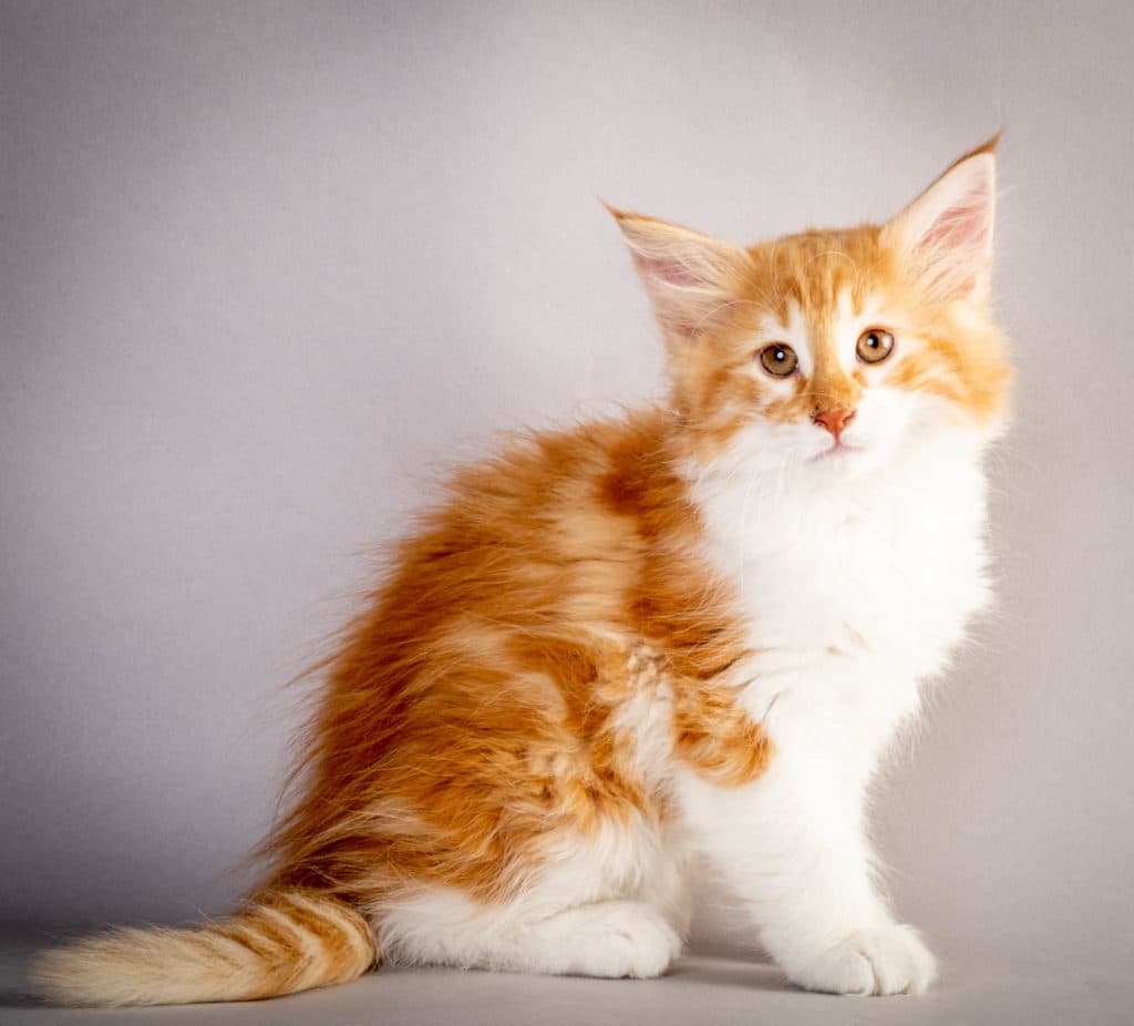 (N)Migoto's Julian, NFO d 03 22