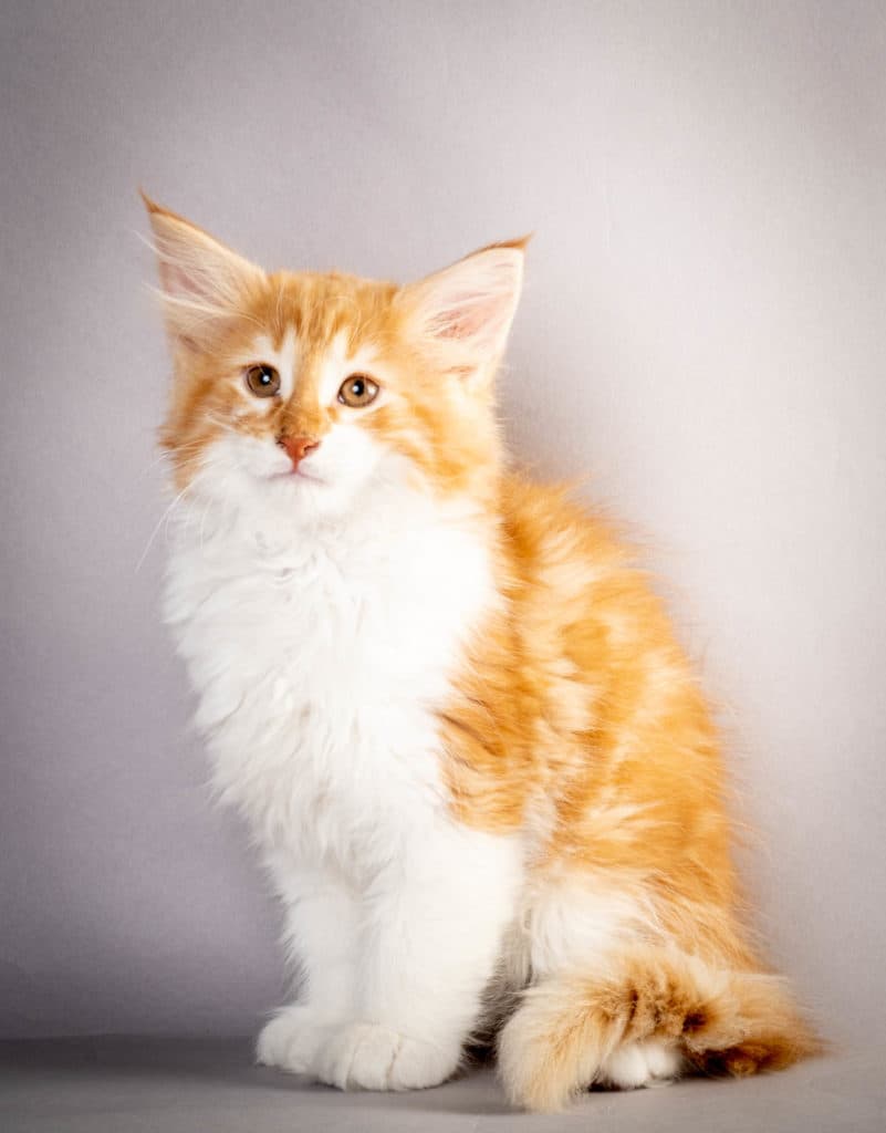 (N)Migoto's Julian, NFO d 03 22