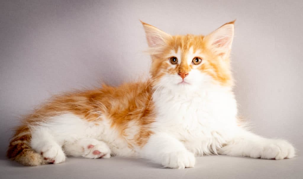 (N)Migoto's Julian, NFO d 03 22