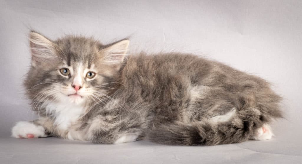 (N)Migoto's Kåre, NFO a 09 22