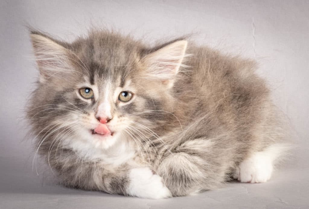 (N)Migoto's Kåre, NFO a 09 22