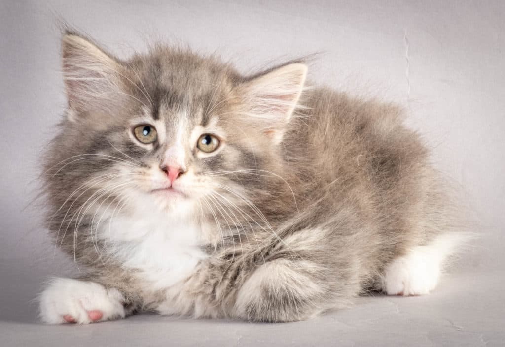 (N)Migoto's Kåre, NFO a 09 22