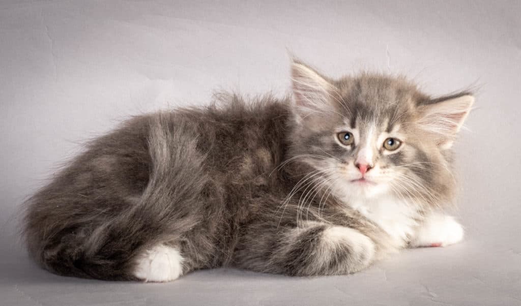 (N)Migoto's Kåre, NFO a 09 22