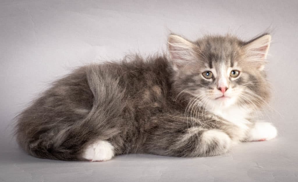 (N)Migoto's Kåre, NFO a 09 22