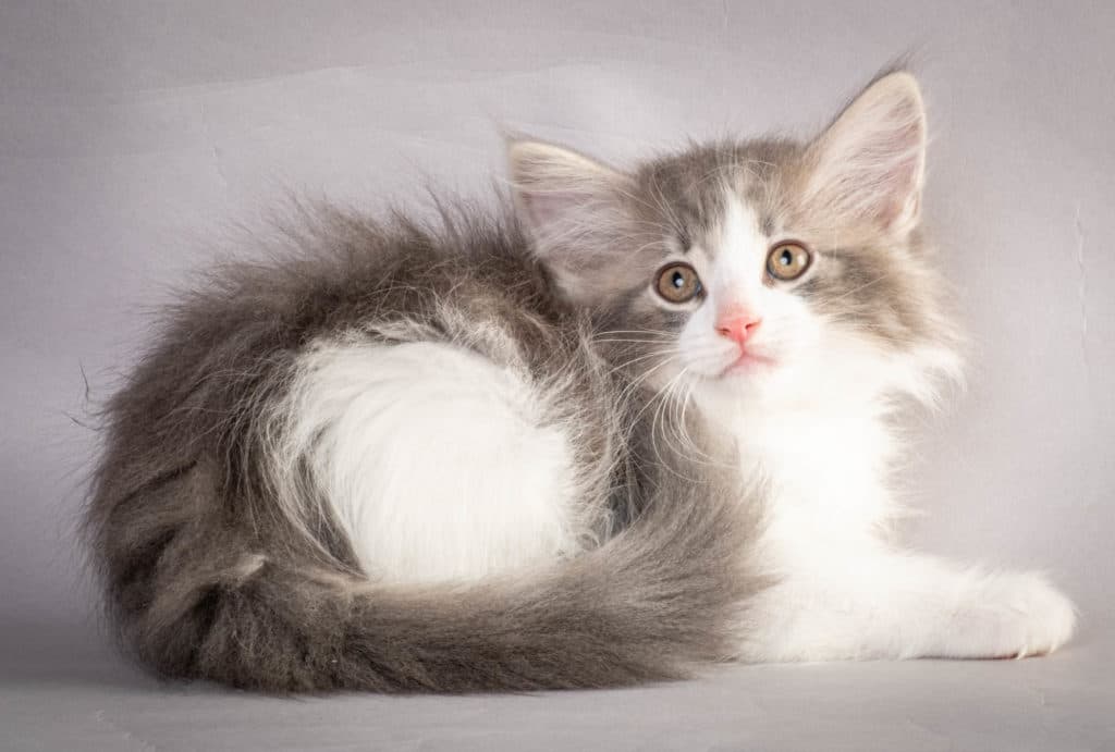 (N)Migoto's Kaiser, NFO a 03 22