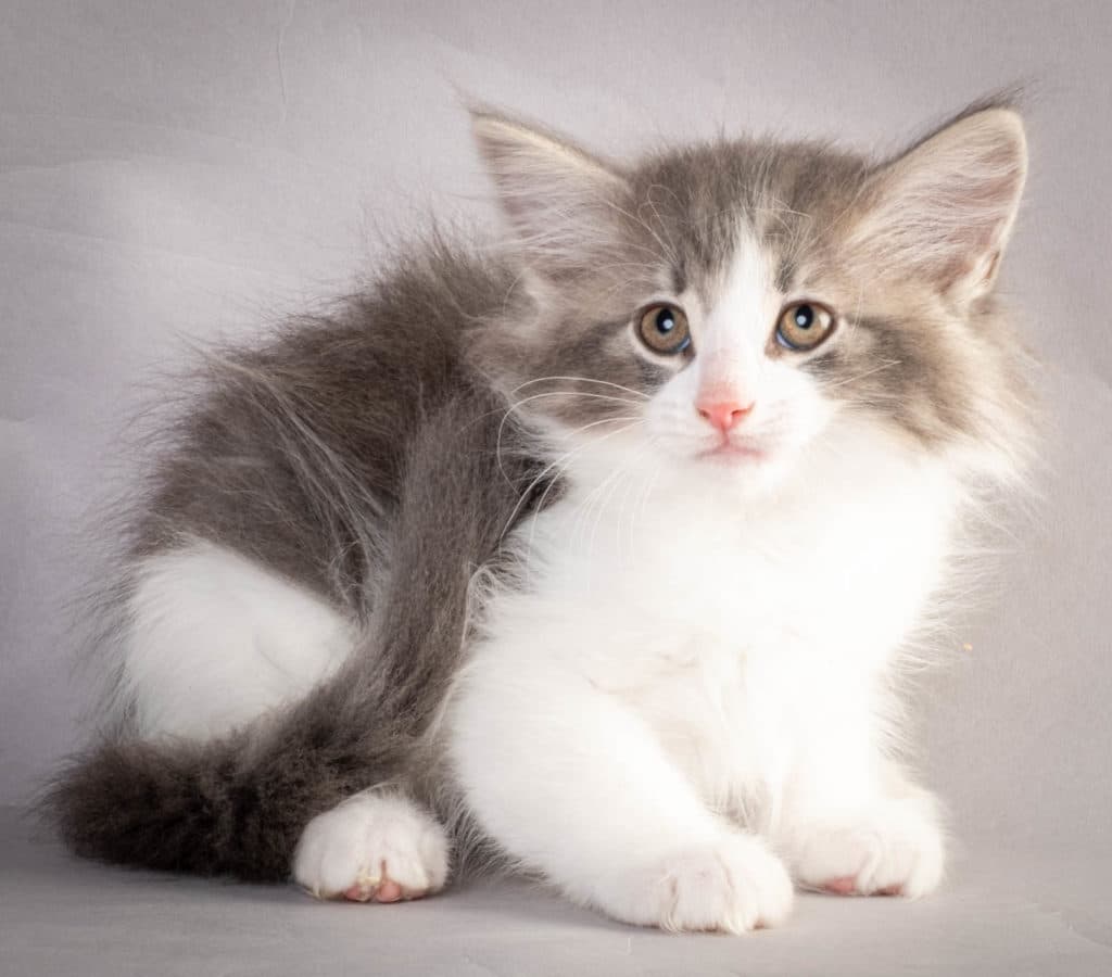 (N)Migoto's Kaiser, NFO a 03 22