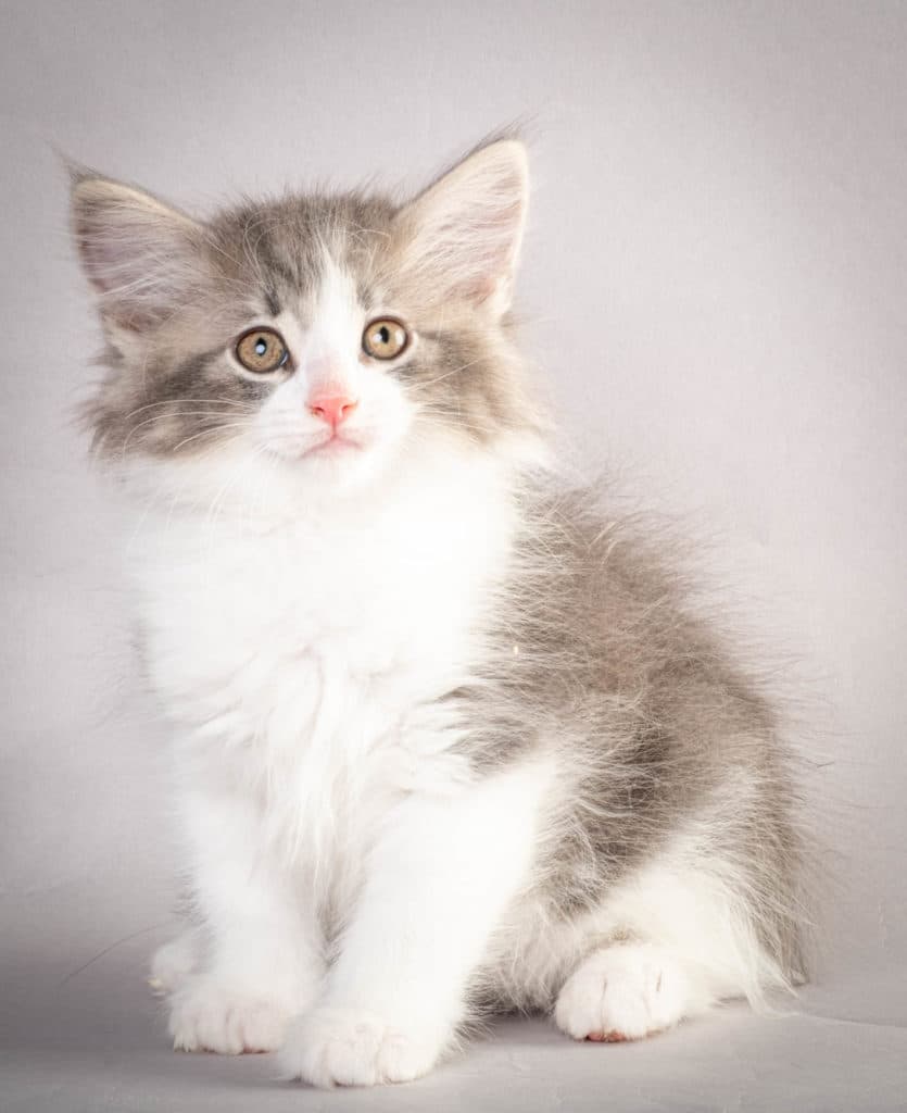 (N)Migoto's Kaiser, NFO a 03 22