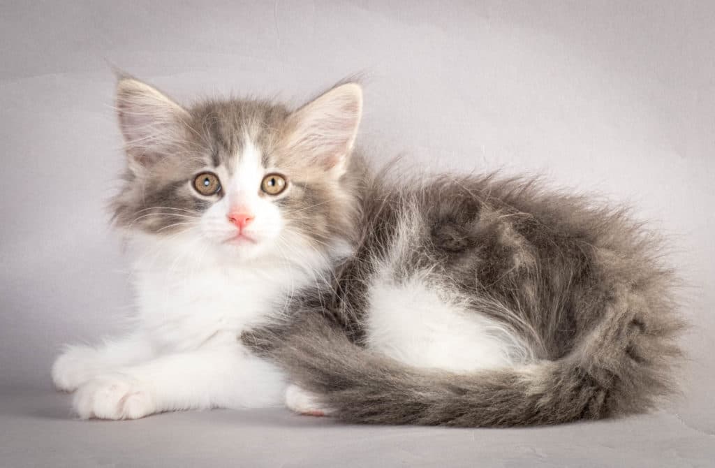 (N)Migoto's Kaiser, NFO a 03 22