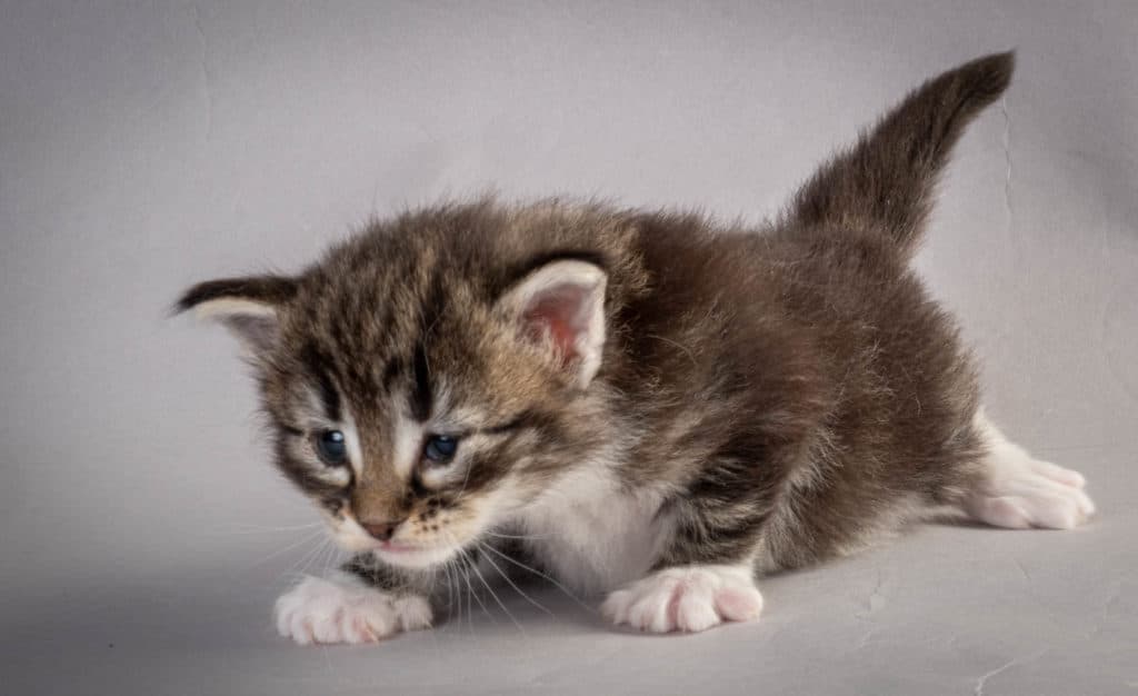 (N)Migoto's Liva, NFO n 09 22