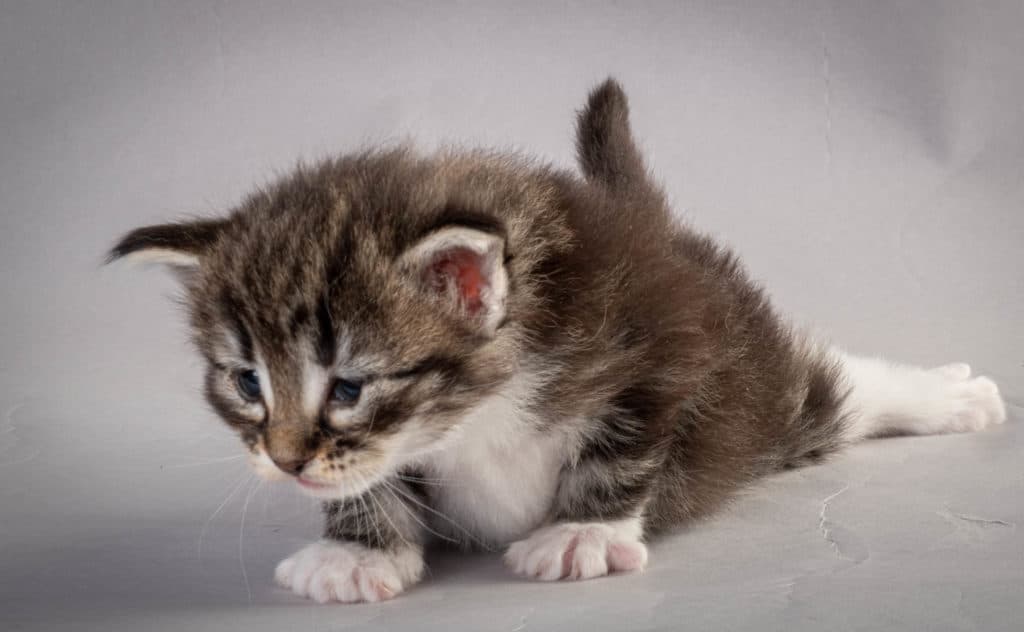 (N)Migoto's Liva, NFO n 09 22