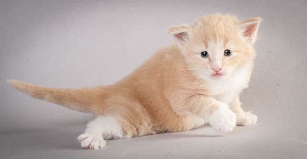 (N)Migoto's Laban, NFO e 09 22