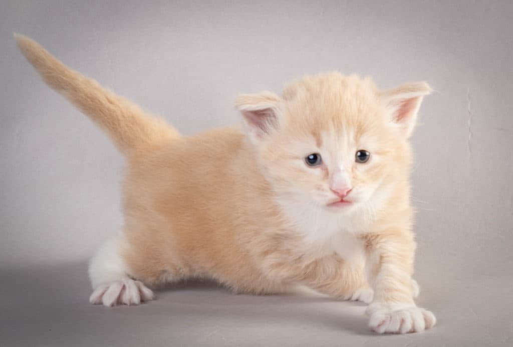 (N)Migoto's Laban, NFO e 09 22