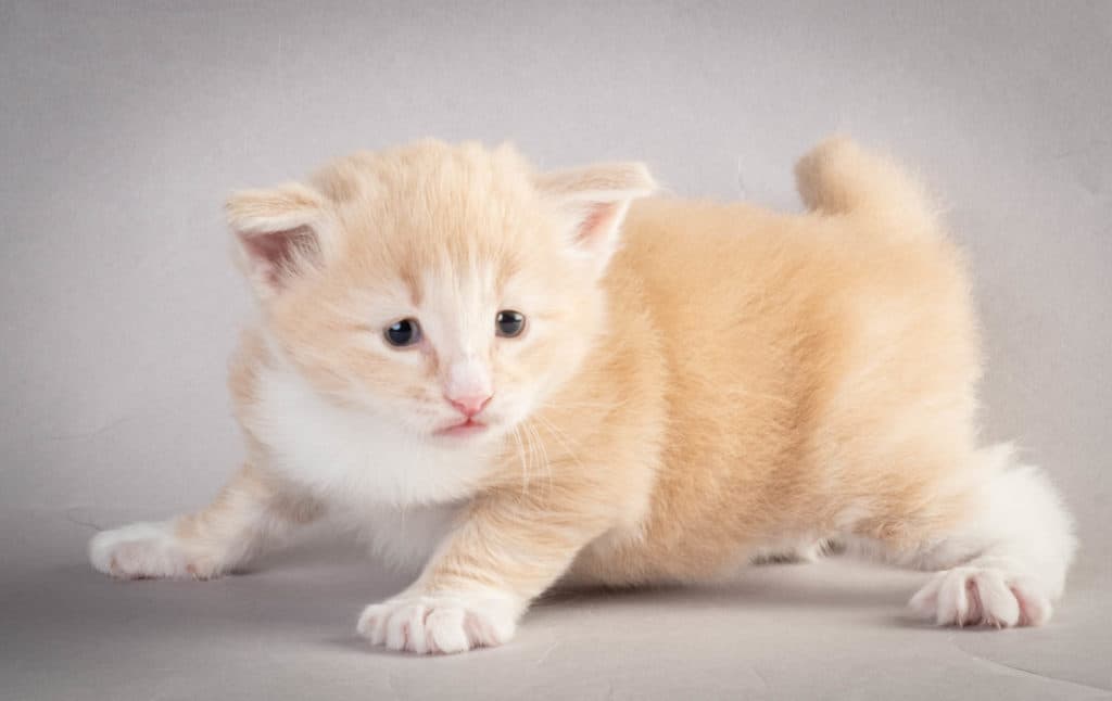 (N)Migoto's Laban, NFO e 09 22